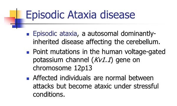 Episodic ataxia, an autosomal diaminantly-inherited disease affecting the cerebellum. 

Point mutations in the human voltage-gated potassium channel (Kv1.1) gene on chromosome 12p13

Affected individuals are normal between attacks but become ataxia under stressful situations
